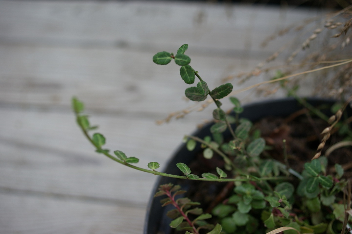 Бересклет Форчуна 'Минимус'. 