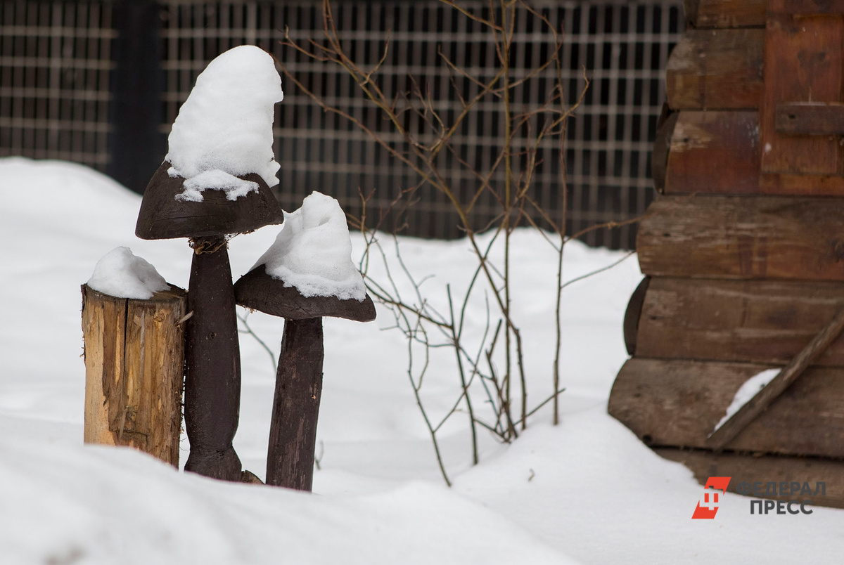 Жизнь в лесах под Петербургом не замирает.  Фото: Фото: ФедералПресс / Елена Сычева