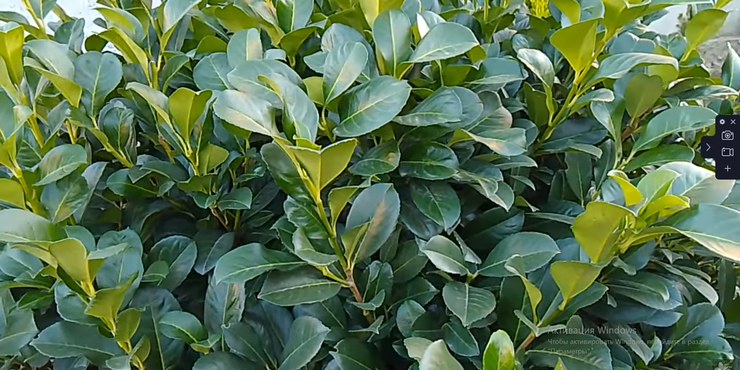 Почему листья вечнозелёных не разлагаются: химия и микробиология воскового налёта