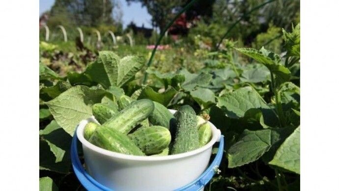 Нежинский сорт огурцов без малейшей горчинки