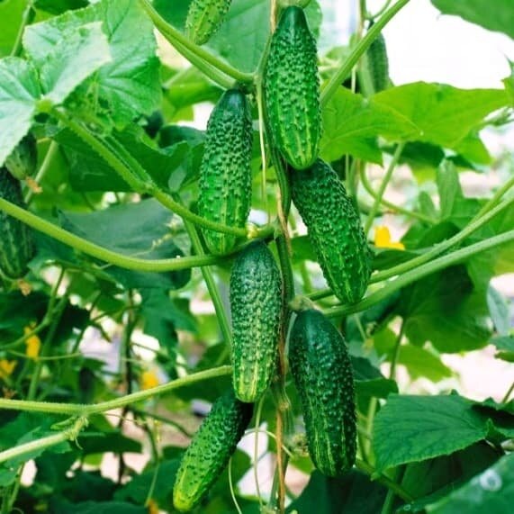 Отелло огурец гибрид универсального назначения 