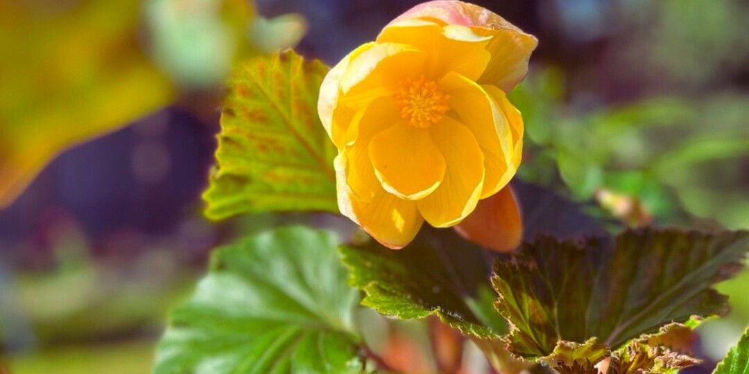 Бегония зимой: хранение в песке и правильная посадка клубня весной