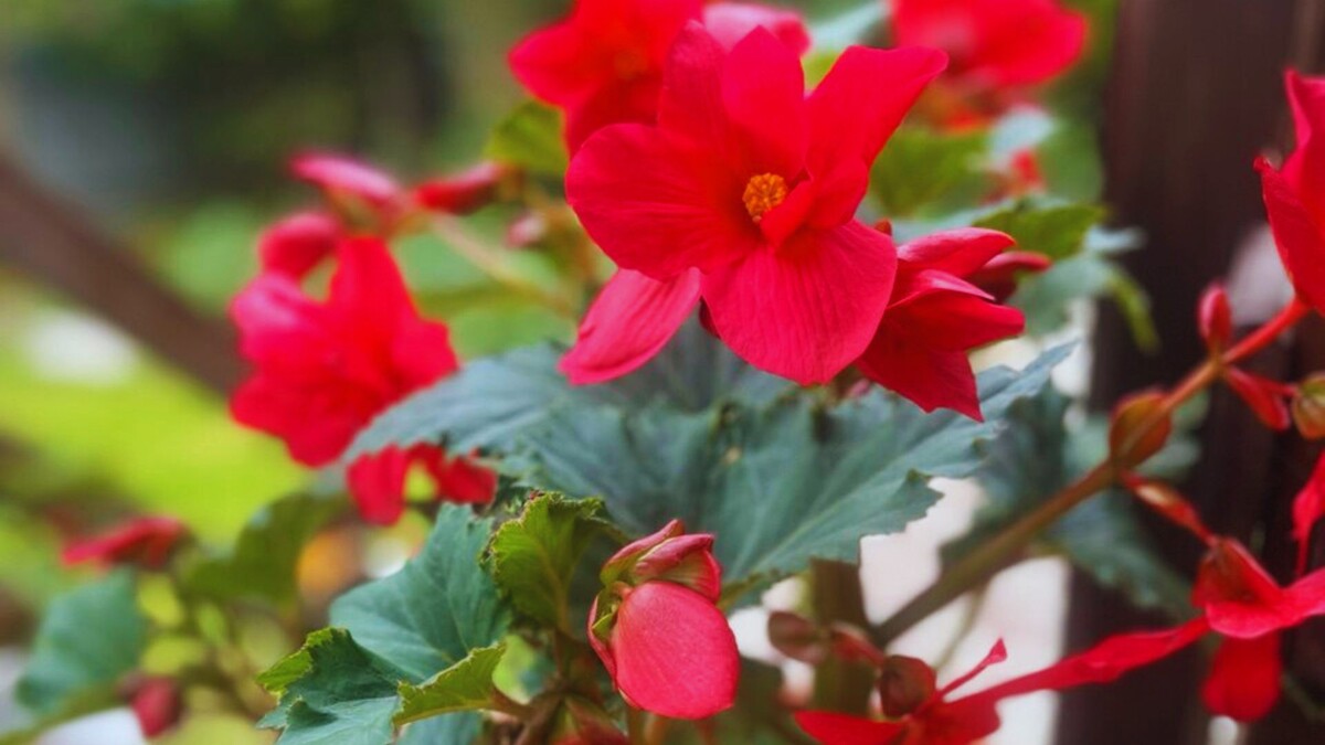 Мои бегонии после первой зимовки