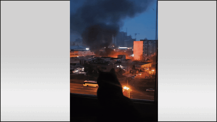    Кот, наблюдающий за уничтожением военных объектов в Киеве. Видео: Colonelcassad