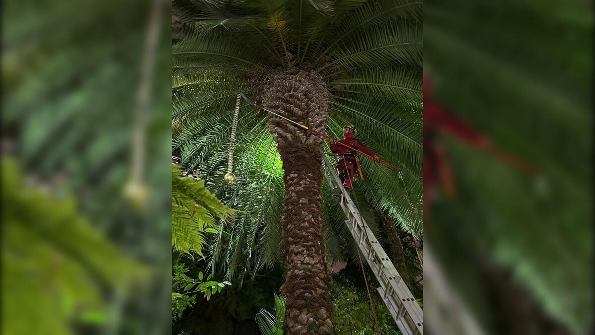    Фото: t.me/botsad_spb_official