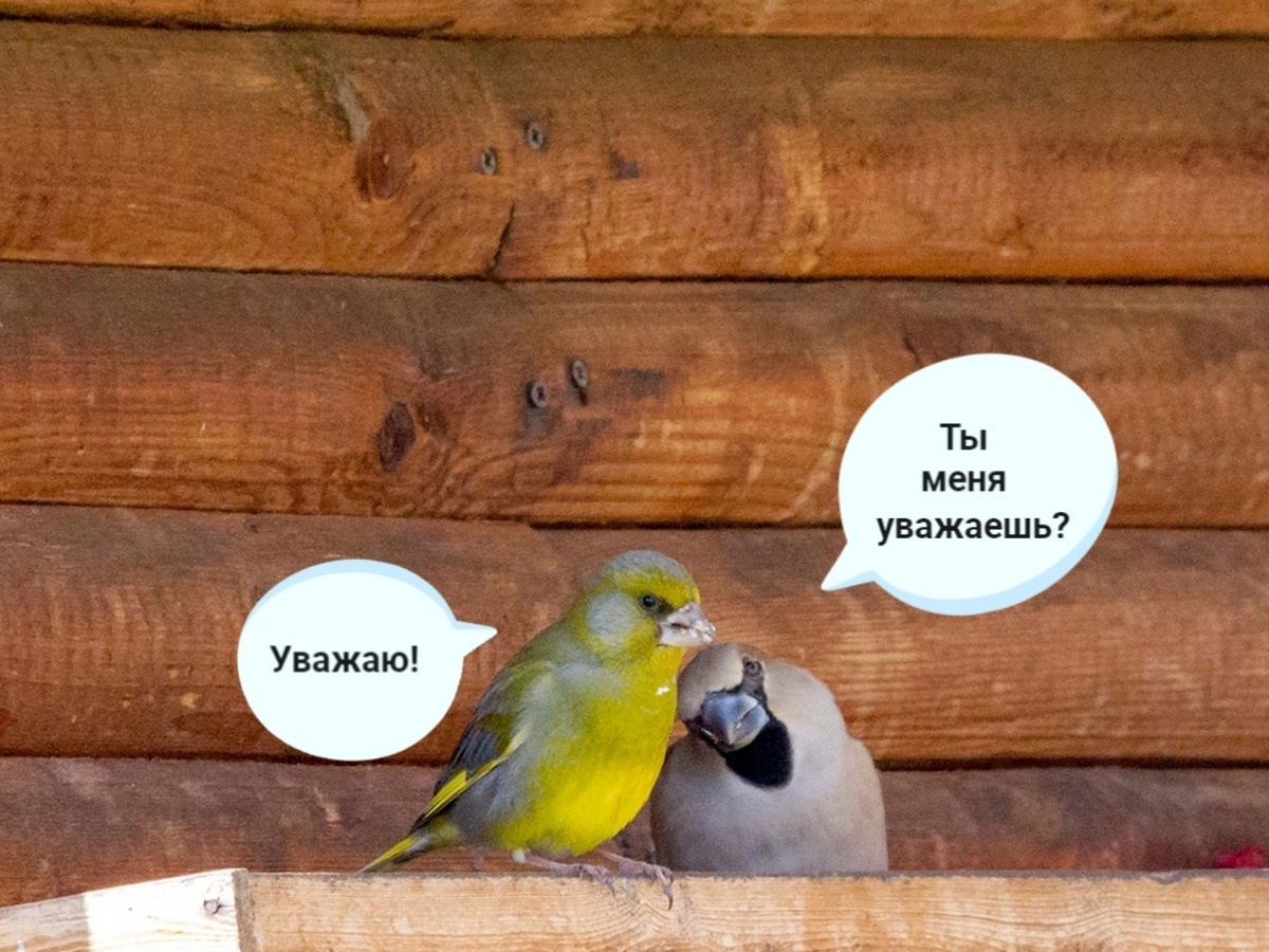 Птицы у дома. 2024г.