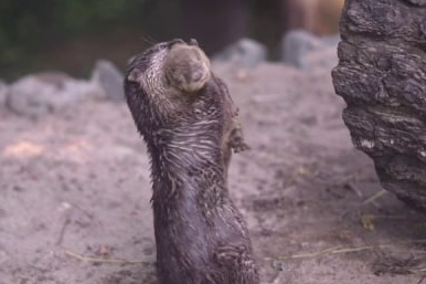    Фото: скрин видео ТГ-канала "Новосибирский зоопарк"