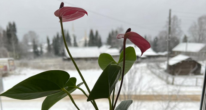    Фото irkutsk.news