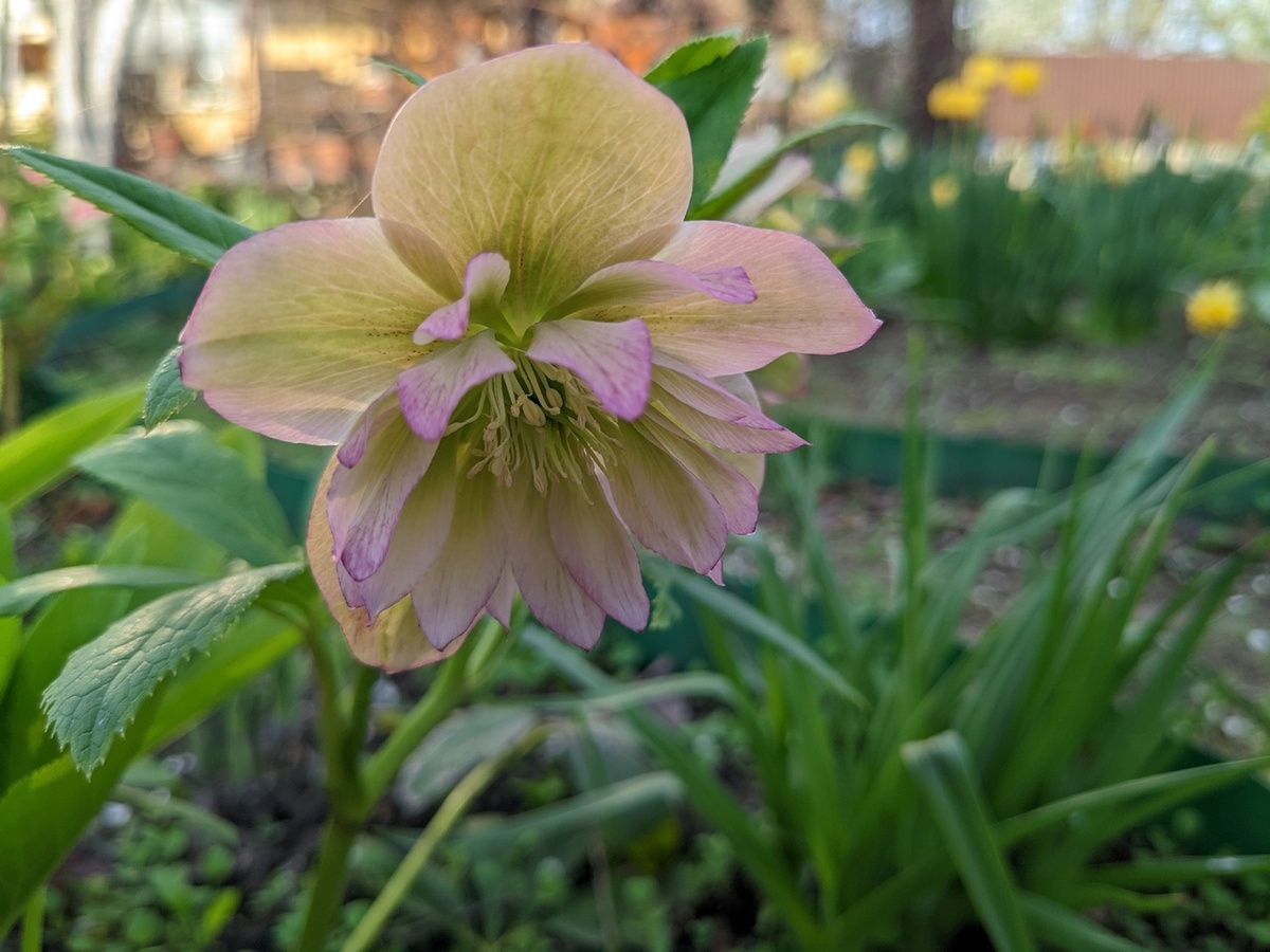 Один из любимых морозников моего сада