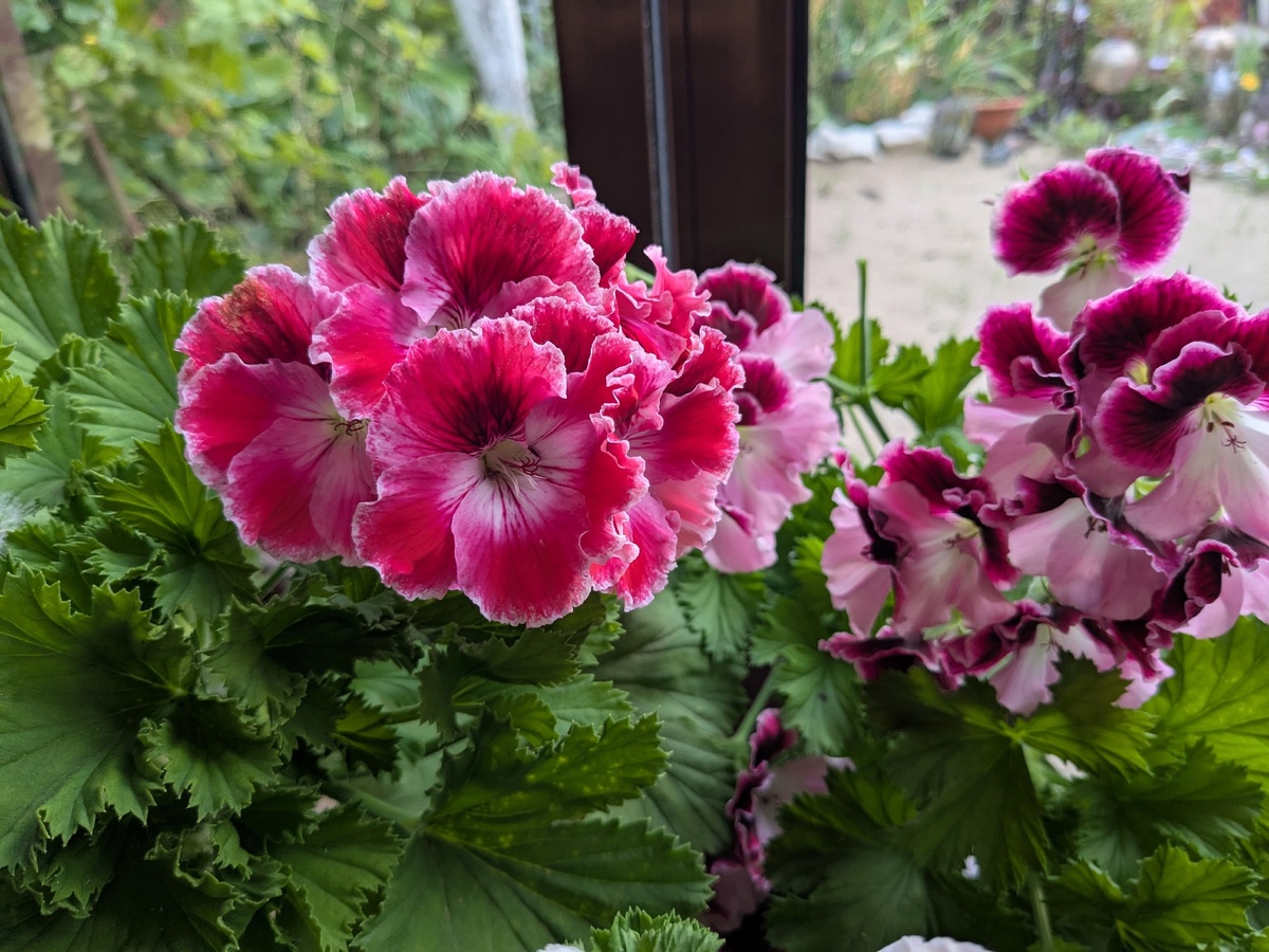 Королевские пеларгонии сортосерии Элеганс, которые не требуют обязательного зимнего холода, чтобы цвести летом