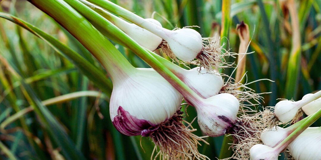 Почему чеснок не всходит весной: скрытая ошибка с золой, о которой мало кто знает