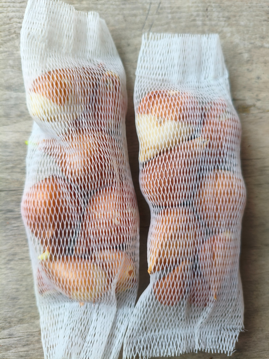 луковицы тюльпанов с ВБ, простые. Листайте фото вправо, дальше тюльпаны