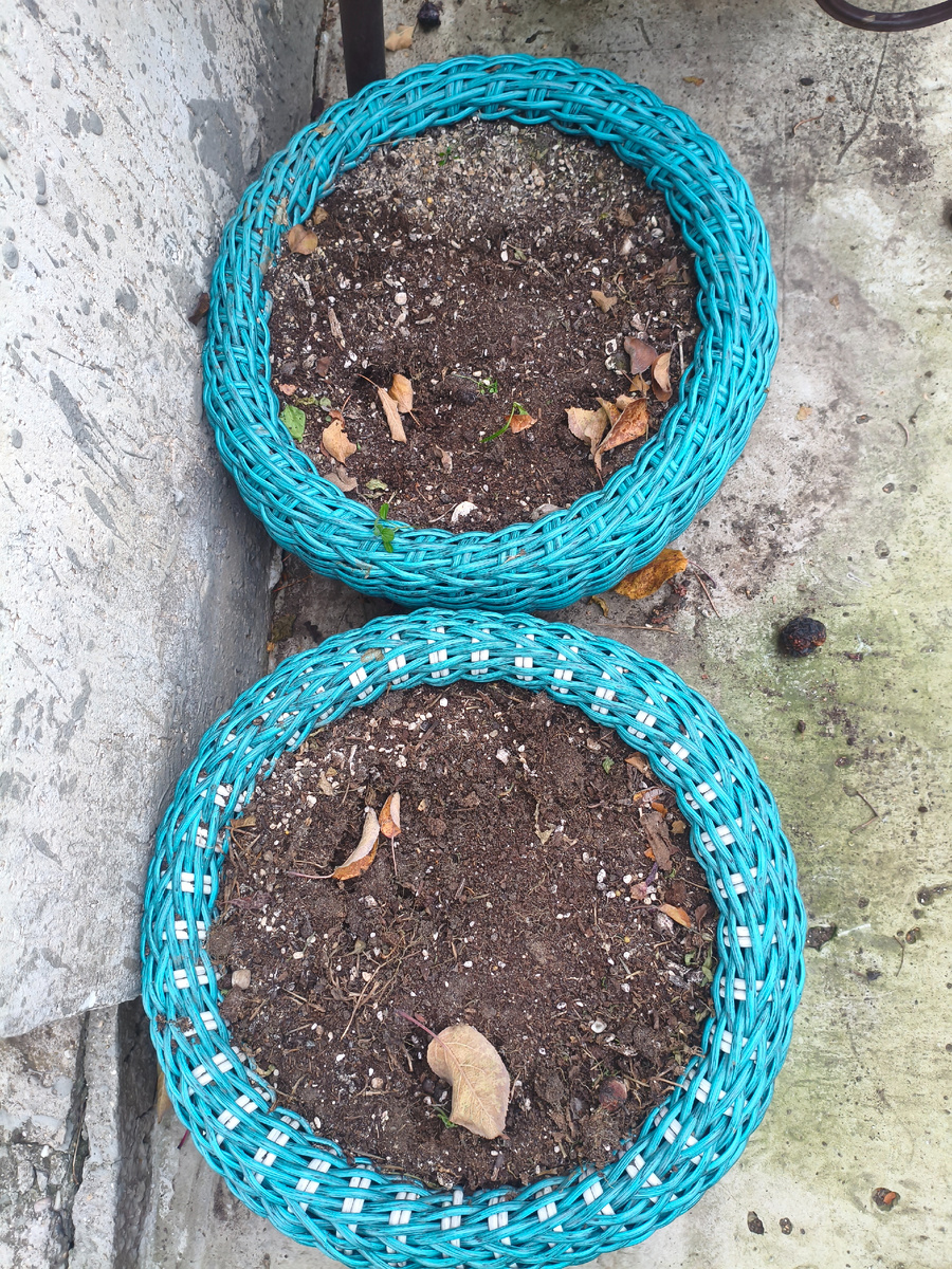 Кашпо с грунтом, где цвели петуньи