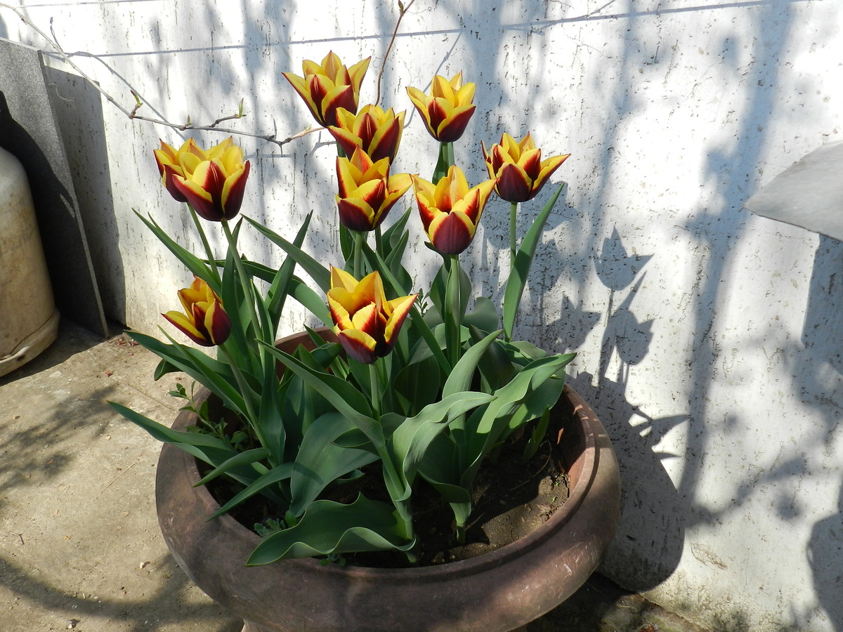 Вот такой был горшок. Красиво было