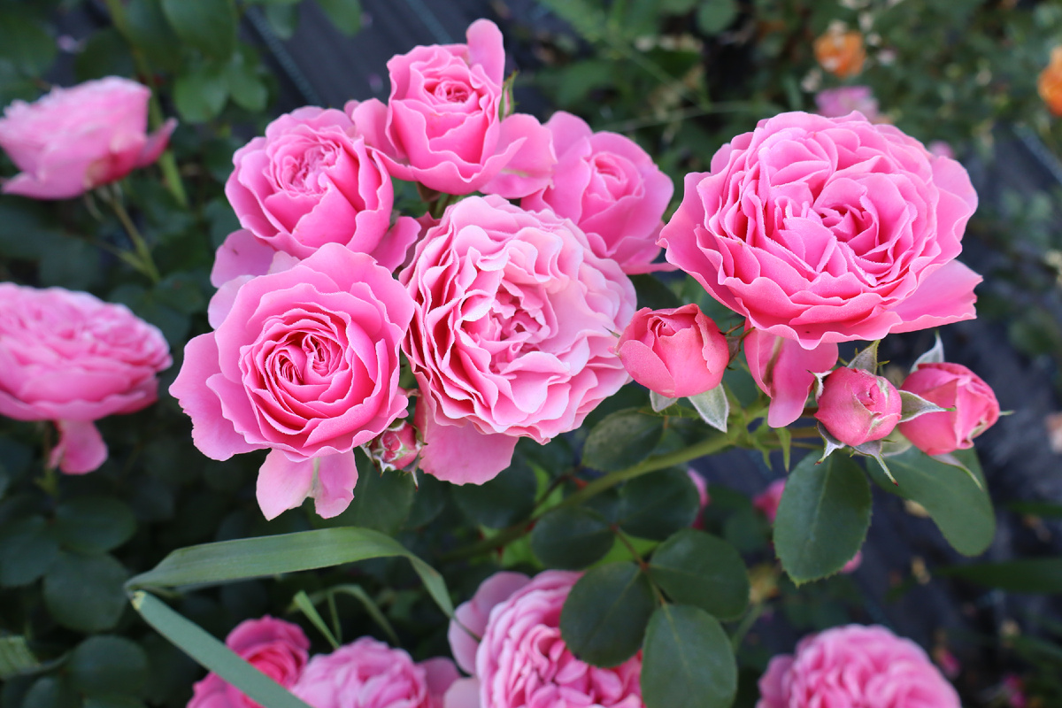 Леонардо да Винчи в лучшее время цвететния. Мое фото. Листайте вправо