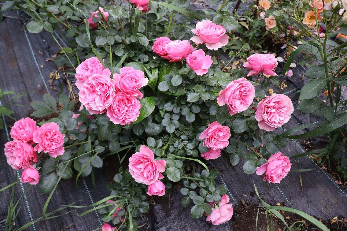 Это куст Леонардо, мое фото. Считаю вполне пышным и красивым. Живое цветение. Листайте