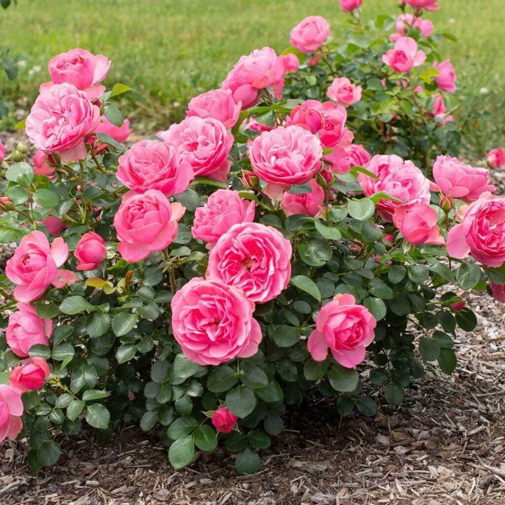 Это фото из интернета, вполне пышный Леонардо. Но цвет другой. Листайте