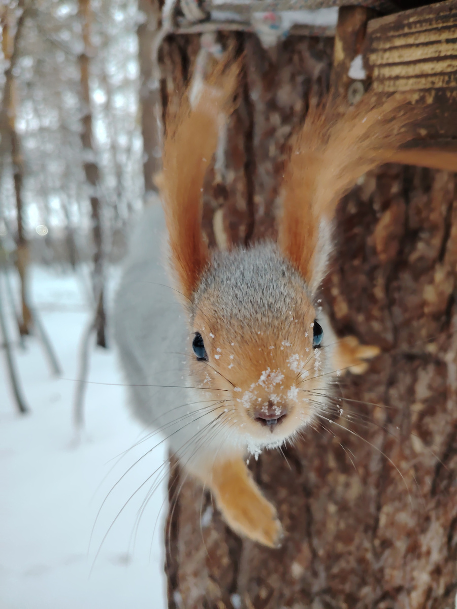 Белки в в парке на аграрке