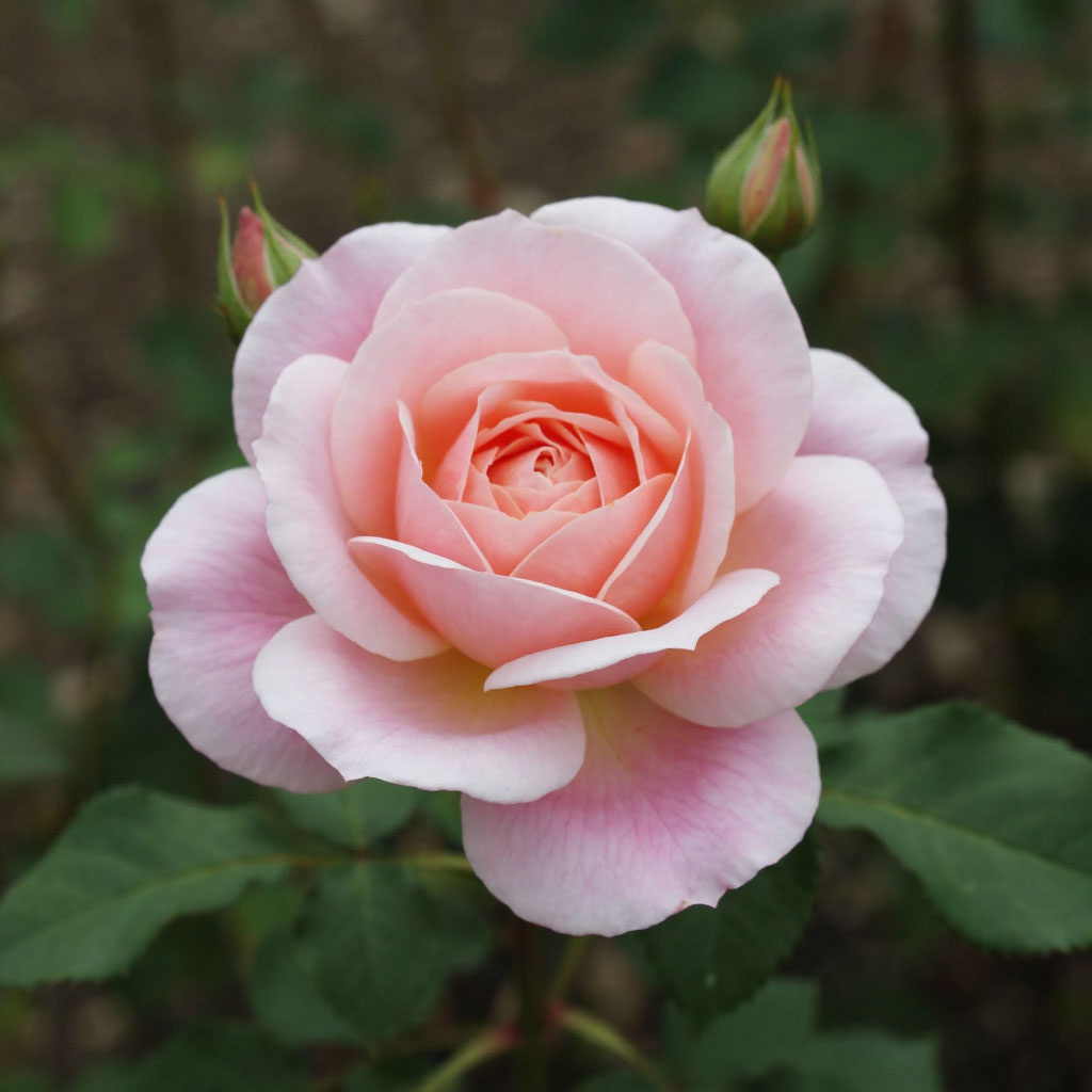 Чайная роза