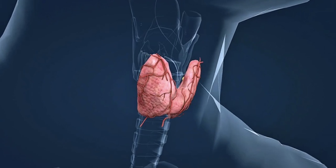 «Бабочка» умирает молча: 5 вещей, которые разрушают щитовидную железу