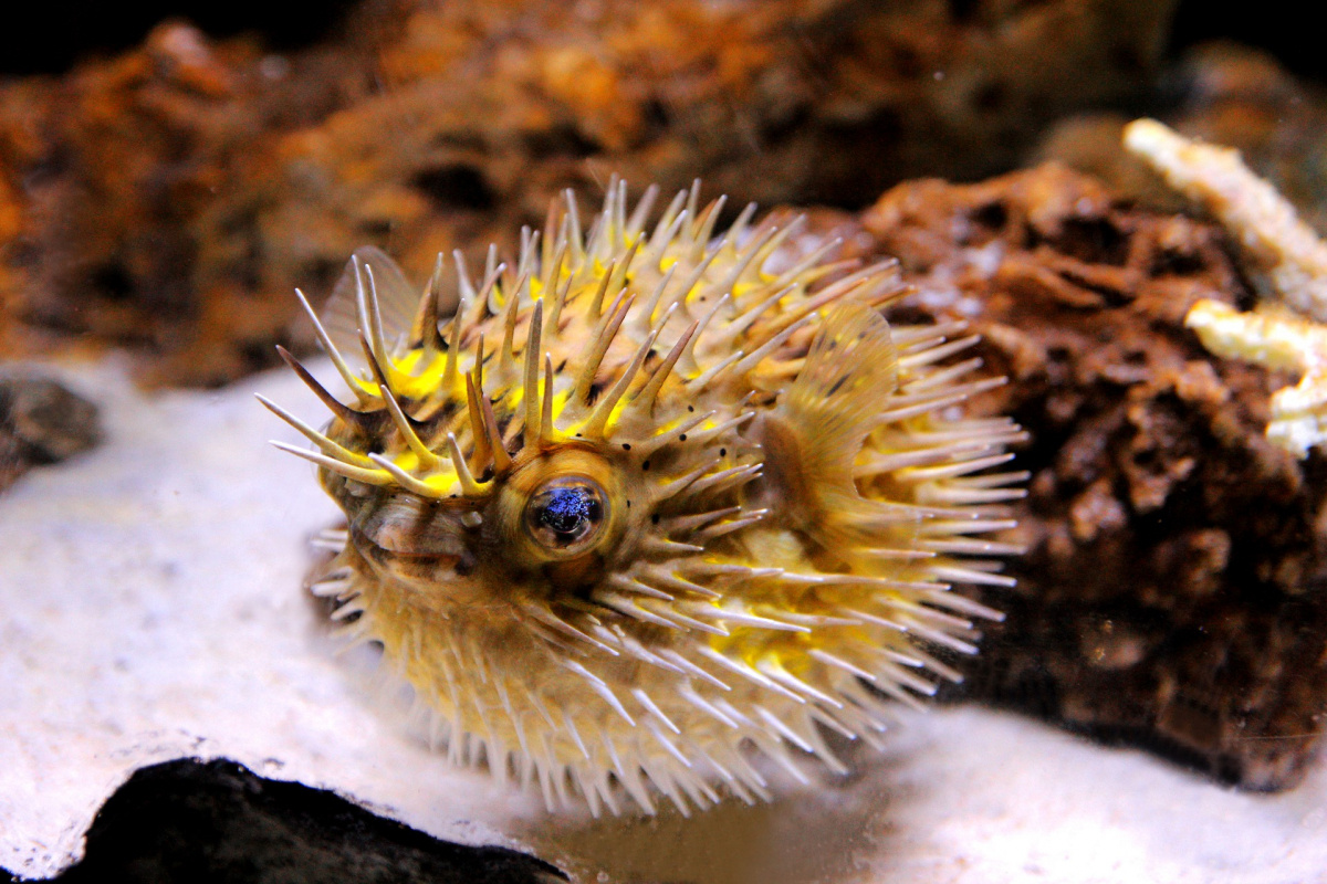 Фото с сайта: https://animalzoom.ru/ryby-sobaki