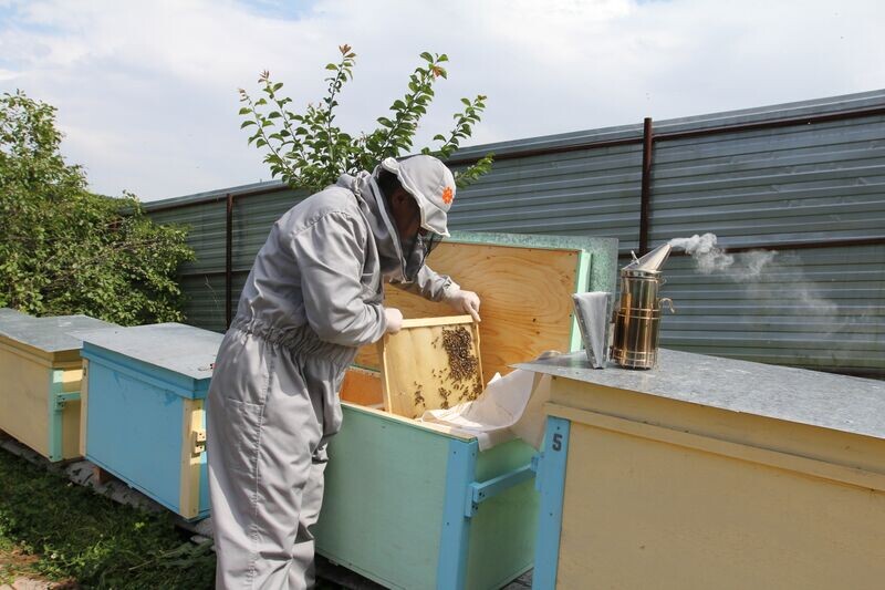 Первый осмотр пчёл пчеловодом