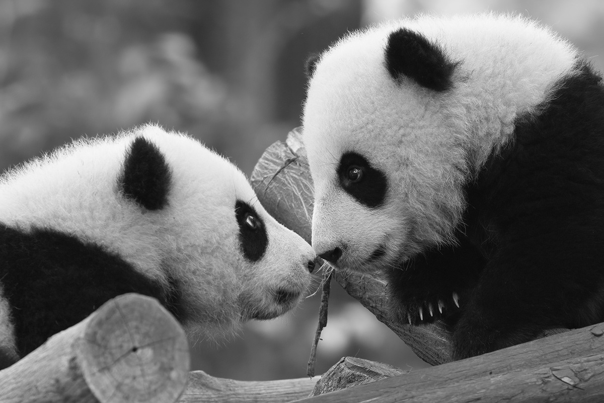 Панда, фото с сайта: https://www.behance.net/search/images?search=lightning%20Pandas