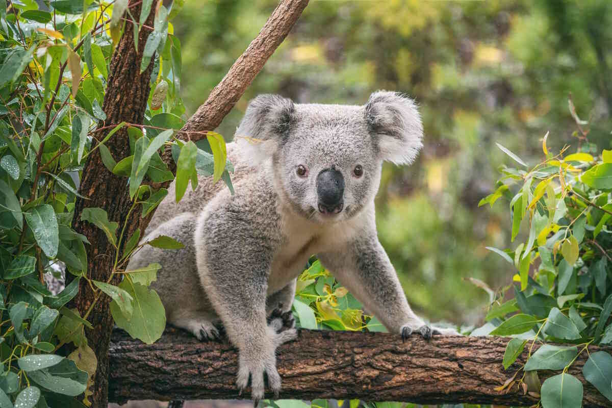 Коала, фото с сайта: https://www.greenme.it/animali/animali-selvatici/laustralia-vieta-il-taglio-di-8400-ettari-di-foreste-per-proteggere-i-koala/