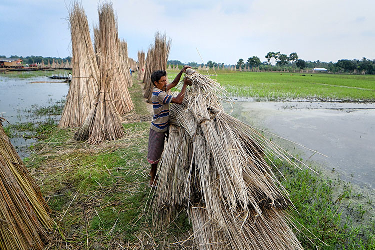    Любопытно, что сельское хозяйство до сих пор обеспечивает занятость почти половины рабочей силы страны — отражение давней ориентации на сельскую мелкотоварную экономику.   
Фото: © Avishek Das / Keystone Press Agency / www.globallookpress.com