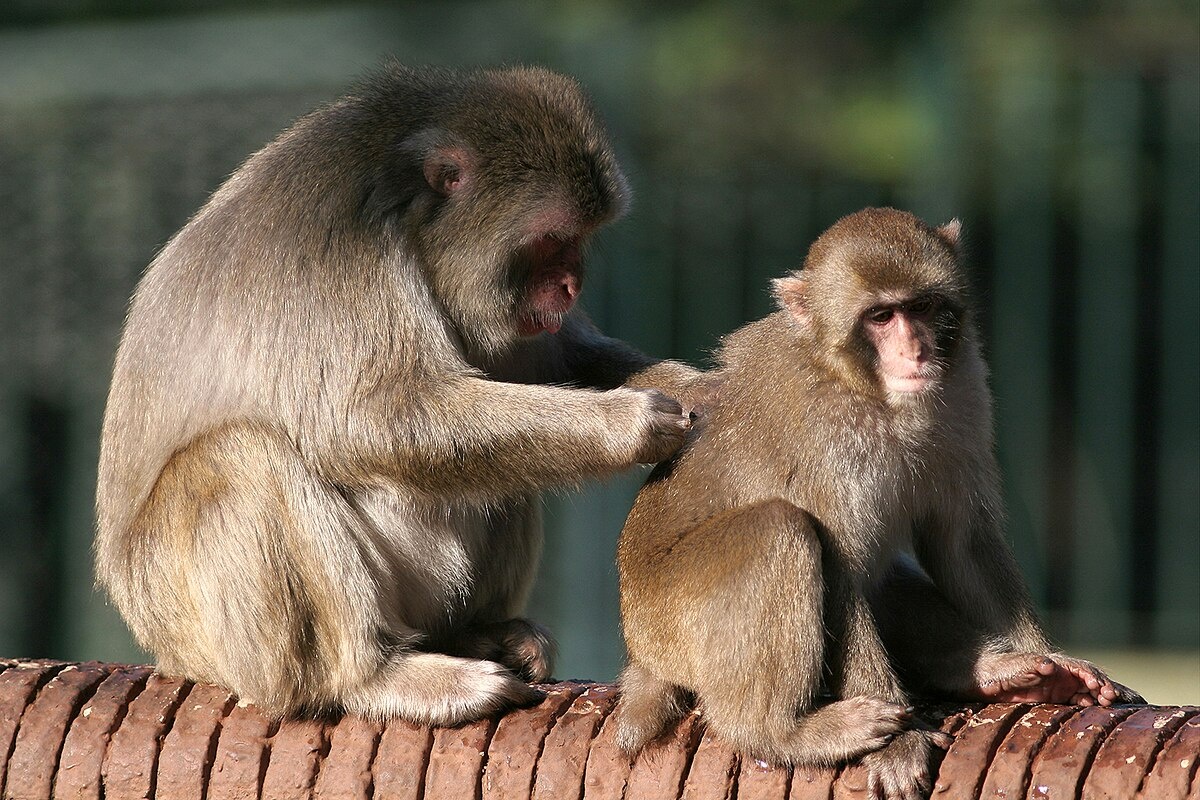 Фото с сайта: https://commons.wikimedia.org/wiki/File:Cure_parentali.jpg