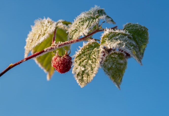 Не забывайте о  малине перед приходом зимы