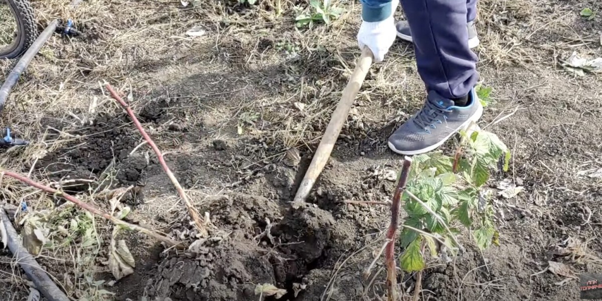 Своевременное омоложение кустов малины — залог постоянно высокого качества ягод