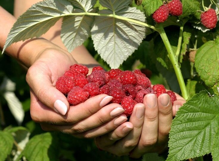 Не высаживайте малину там, где растут эти растения — её кусты будут плохо расти и делиться несладкими ягодами
