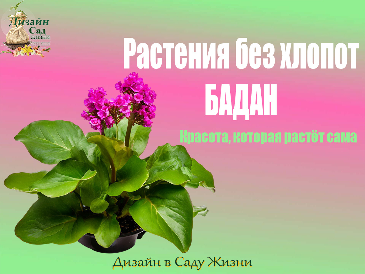 Растения без хлопот - БАДАН