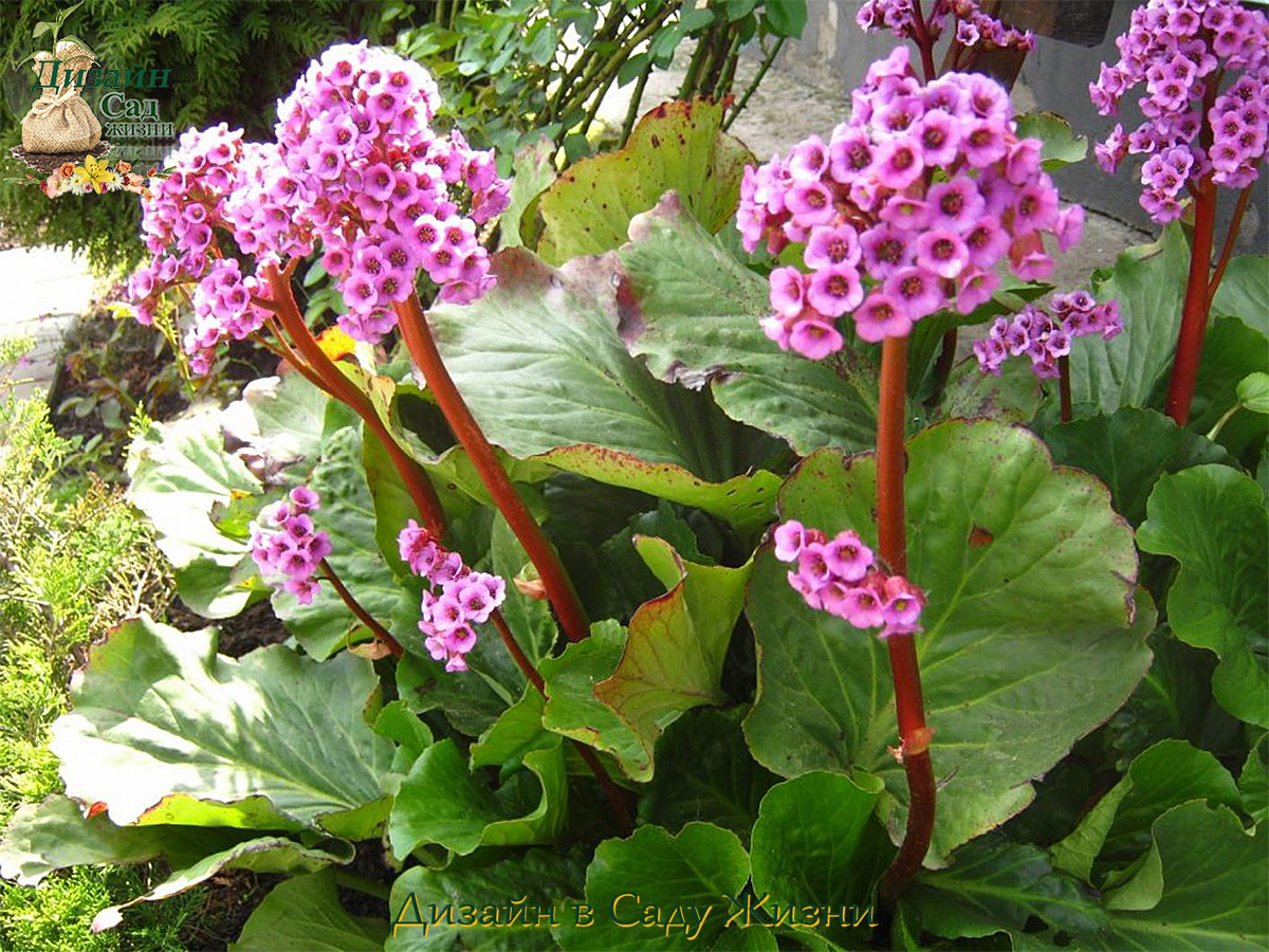 Растения без хлопот - БАДАН