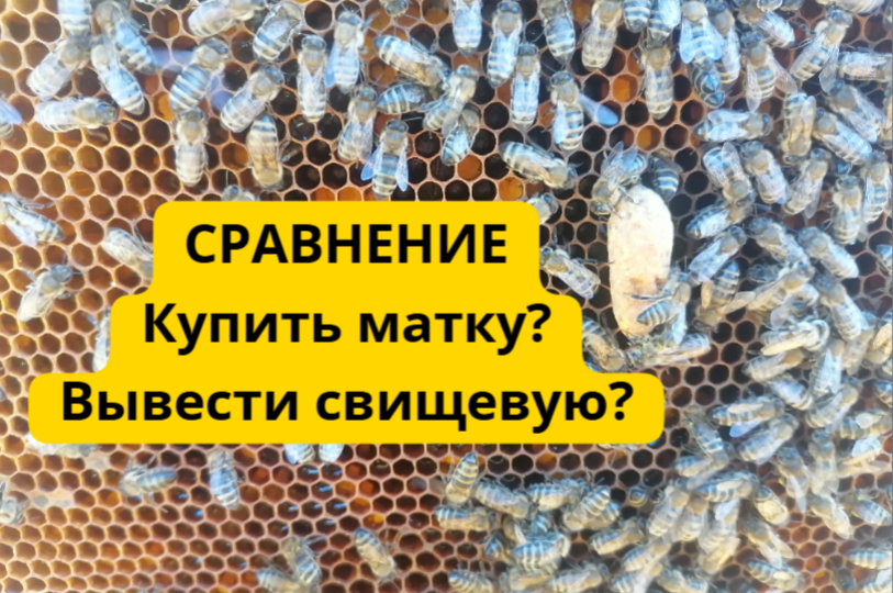 Купить пчеломатку или выводить свищевую матку, начинающему пчеловоду
