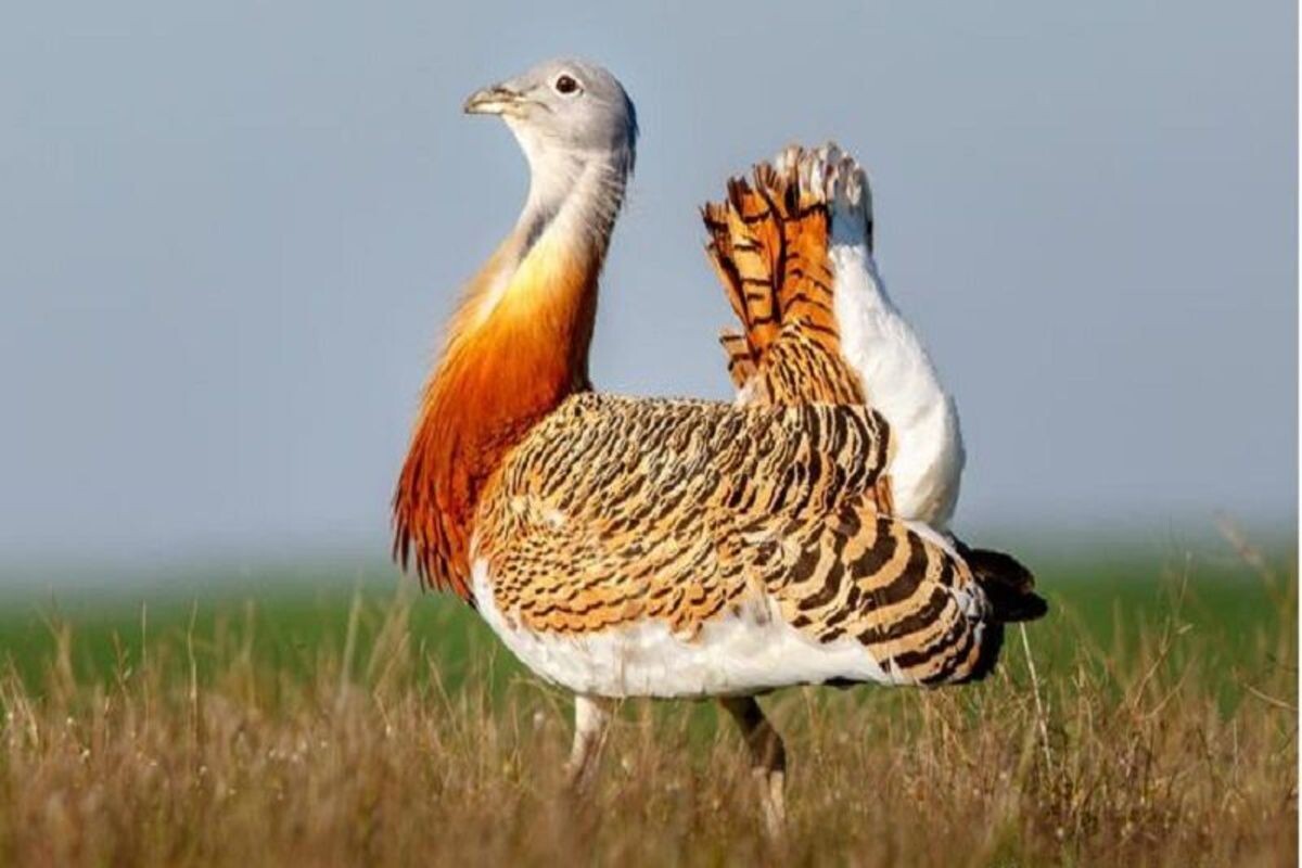 Фото с сайта: https://www.tabnak.ir/fa/news/1118235/میش-مرغ-در-معرض-انقراض-است