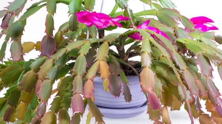 Красные сегменты декабриста - повод для паники или норма