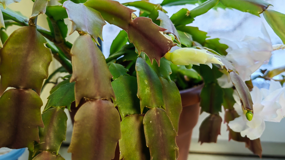 Естественная смена окраски молодых сегментов декабриста