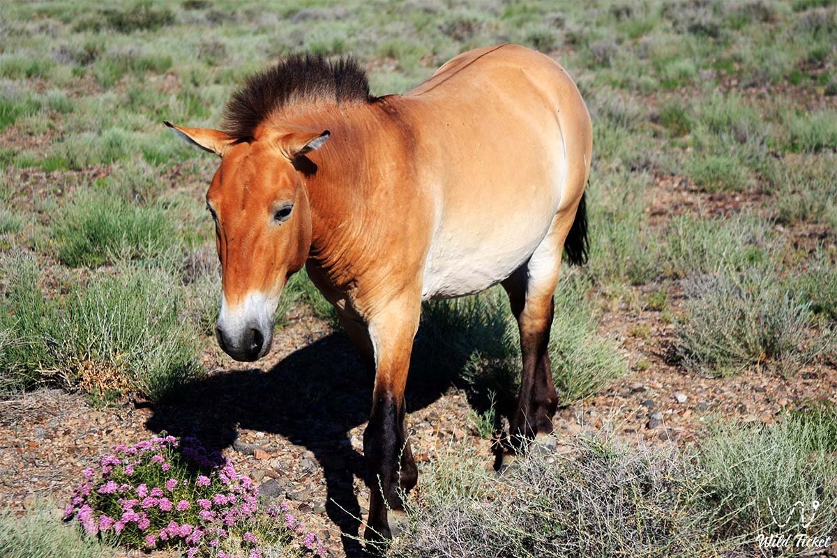 Фото с сайта: https://wildticketasia.com/ru/1953-history-of-przewalsky-horse.html