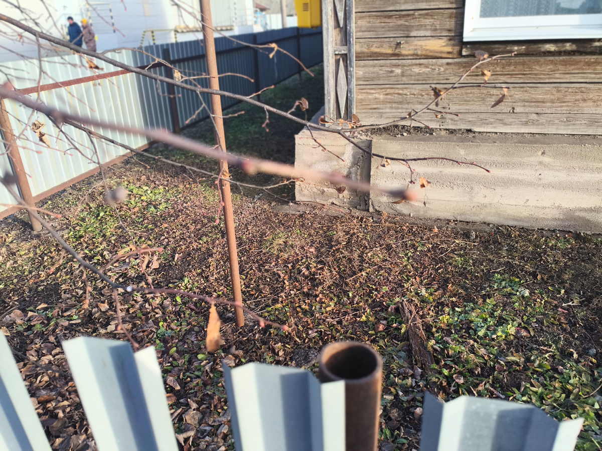 Почки набухли на липе... 