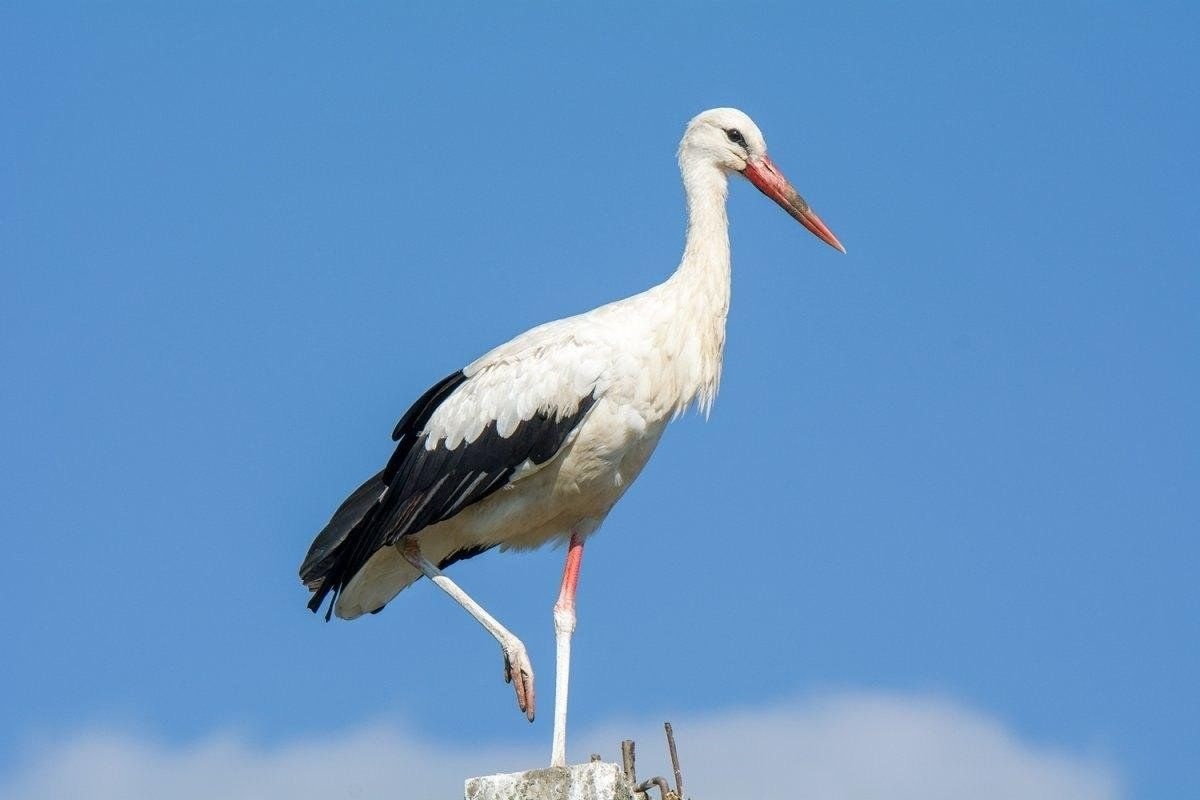Фото с сайта: https://www.culture.ru/events/5756964/tematicheskoe-zanyatie-nashi-pernatye-druzya?institute=54247