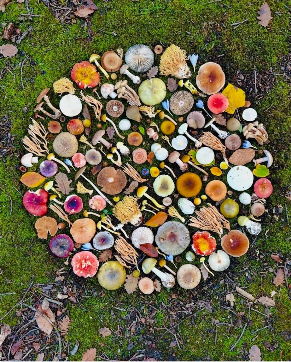 Осман Динч — турецкий графический дизайнер и академик, работающий в жанре лэнд‑арта и природной фотографии. В инсталляциях он использует камни, листья, грибы (в том числе ядовитые — для цветовых контрастов), ветки и водоросли, подбирая материалы по фактуре и цвету.Творчество Динча пронизано философскими мотивами: он воспевает красоту природы, напоминает о хрупкости экосистем, размышляет о балансе, медитации и духовности.