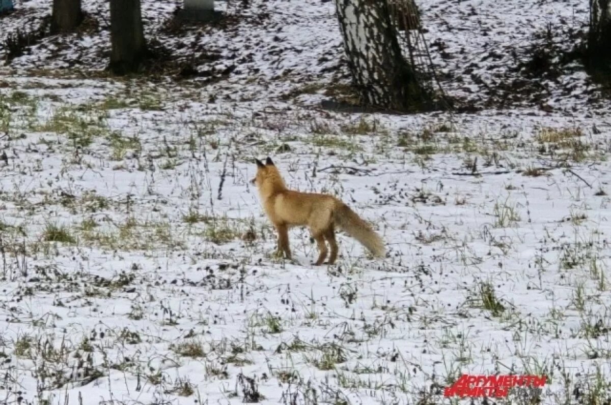    Появилось видео, как лиса ловит мышь на Егошихинском кладбище в Перми