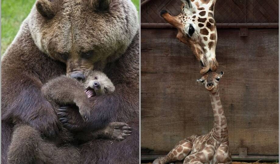 15 фото о том, как заботятся о потомстве самые нежные мамы планеты