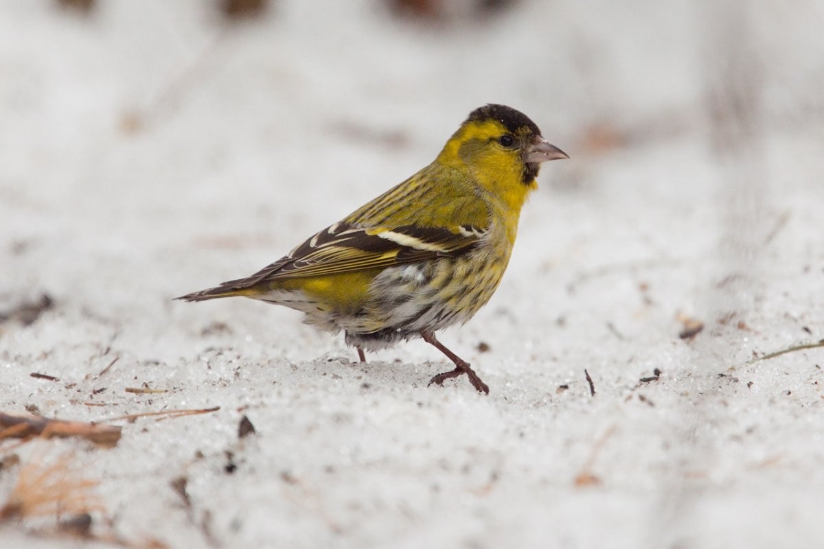 Фото с сайта: https://stihi.ru/2023/12/26/2095
