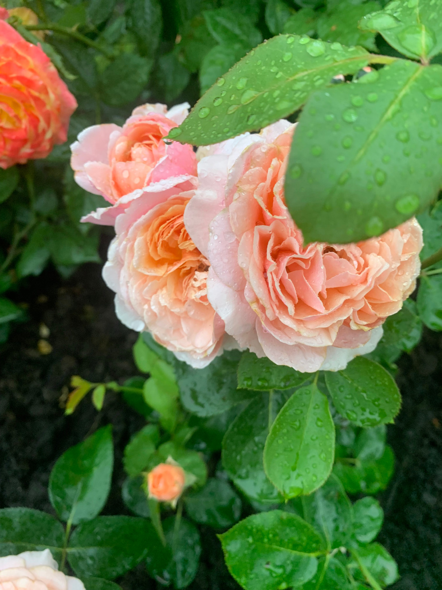 роза Парфам д'Орлеанс, все фото автора