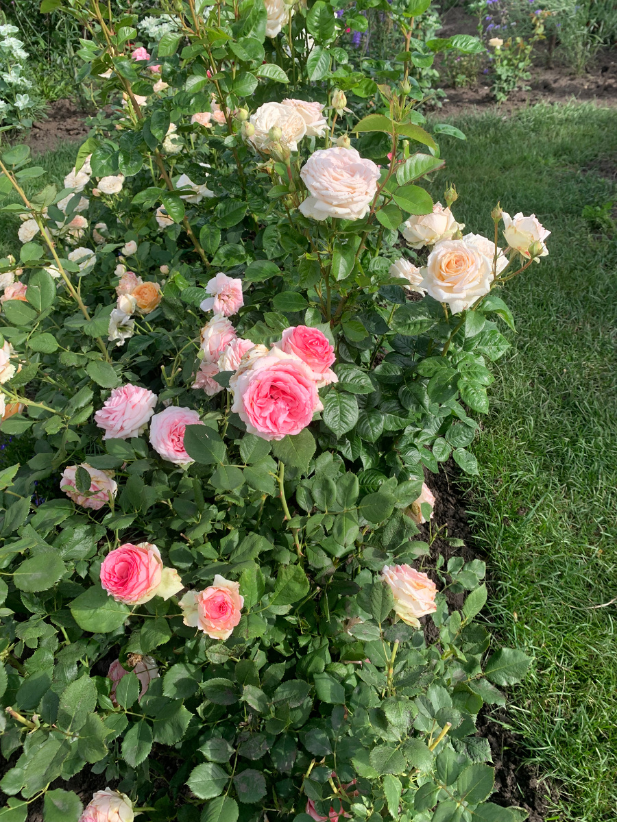 роза Ферст Леди и Мадам Анизет, все фото автора