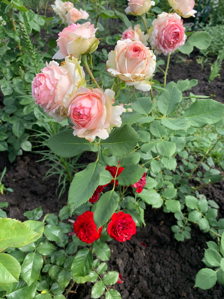 роза Ферст Леди