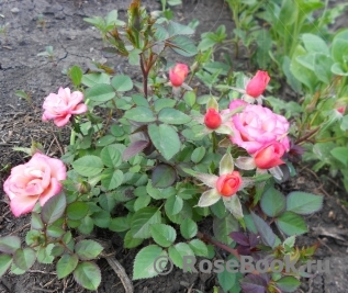 роза Дюймовочка, фото Розебук